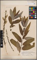 Foto von Salix dasyclados Wimm.